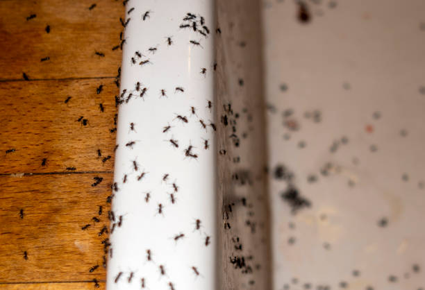 Pest Prevention Services in Wildwood, MO
