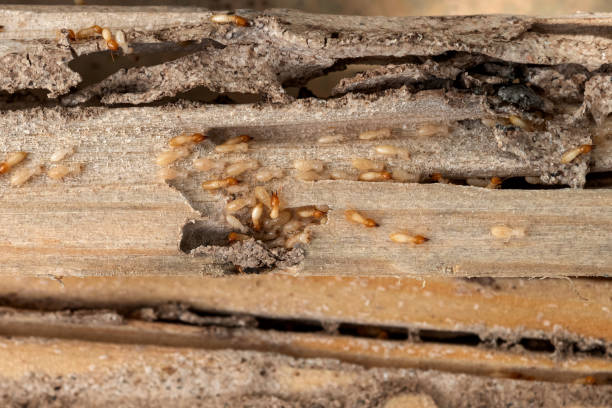 Best Termite Control Services  in Wildwood, MO