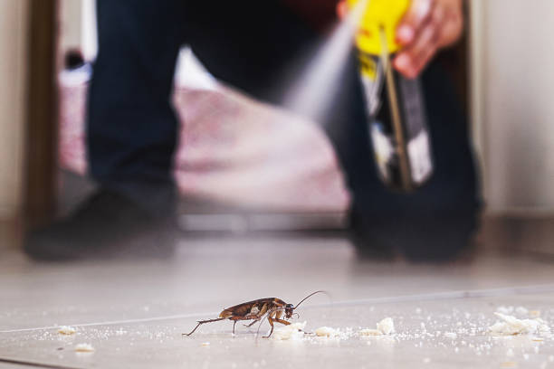 Trusted Wildwood, MO Pest Control Experts