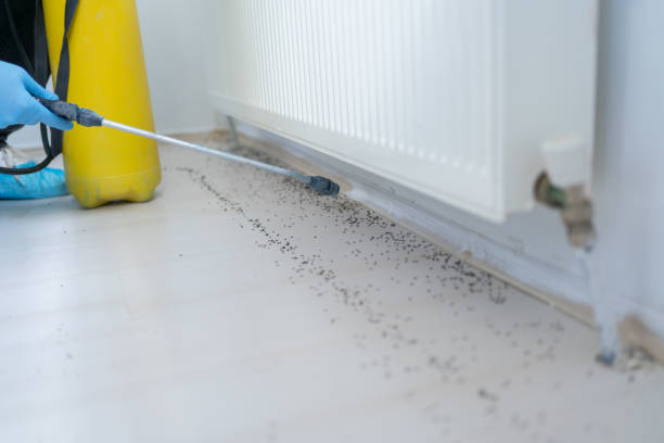 Best Local Pest Control Services  in Wildwood, MO